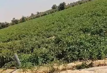 Farm For sale
