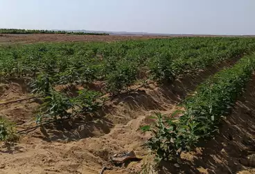 Farm For sale