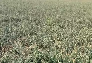 Farm For sale