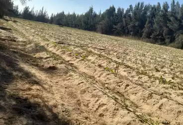 Farm For sale