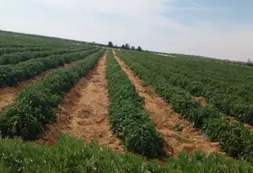 Farm For sale