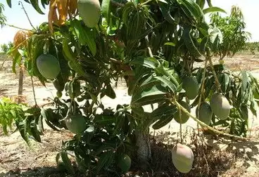 Farm For sale