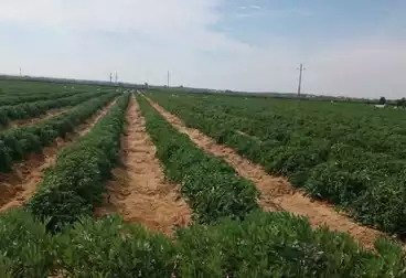 Farm For sale