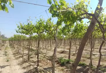 Farm For sale