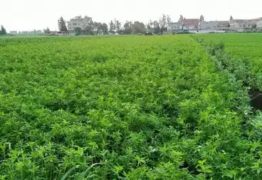 Farm For sale