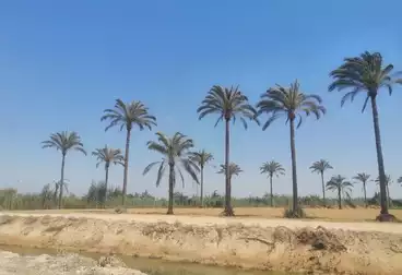 أرض زراعية للبيع