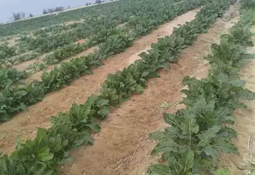 أرض زراعية للبيع