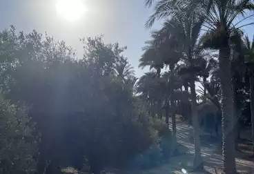 أراضي للبيع