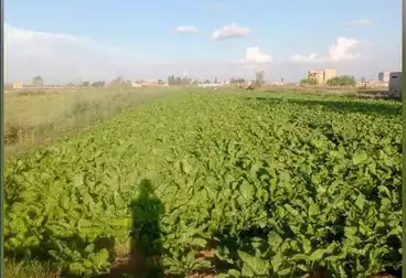 أراضي للبيع