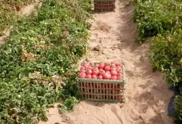 Farm For sale