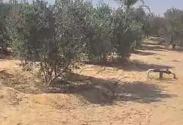 أرض زراعية للبيع