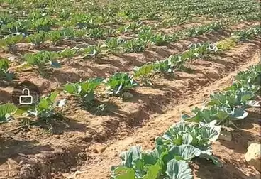Farm For sale