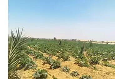أرض زراعية للبيع