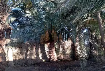 عقارات للبيع