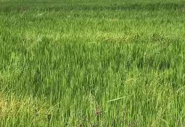 Farm For sale