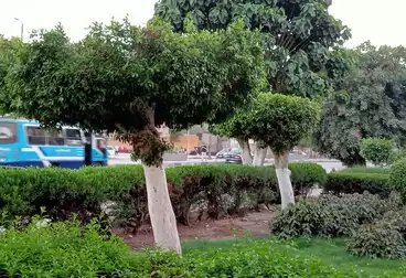 عقارات للبيع - بالدور 0