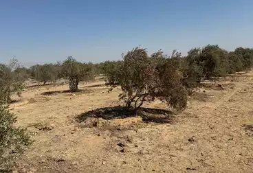 Farm For sale