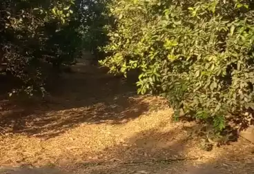 أرض زراعية للبيع