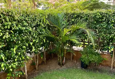 شقق للإيجار - 3 غرف - بالدور 1