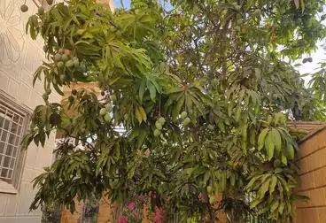 Duplex For rent - 7 rooms - floor 1