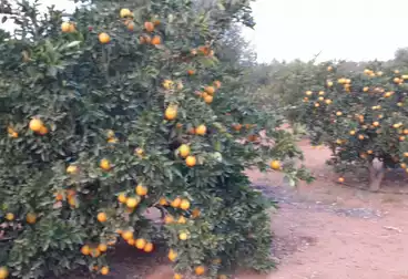 أراضي للبيع