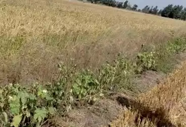 أراضي للبيع