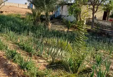 عقارات للبيع