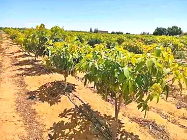 Farm For sale