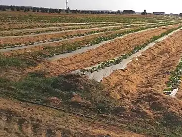 أرض زراعية للبيع في وادي النطرون، البحيرة، 84000 متر