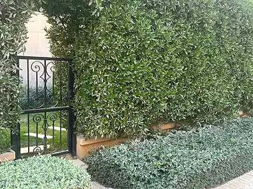 Apartments For rent in Mivida Parcel, Mivida Compound - Emaar, 186 sqm