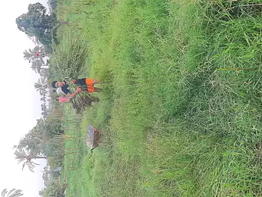 Land For sale in Abu Sweer, Ismailia, 1750 sqm