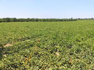 Farm For sale in Cairo - Alexandria Desert Road, Alexandria, 432600 sqm