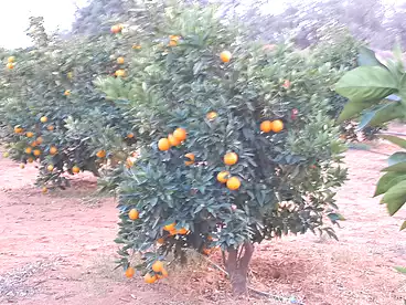 أراضي للبيع في وادي النطرون، البحيرة، 2100000 متر