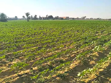 Properties For sale in Tamiyyah City, Tamiya, 42000 sqm