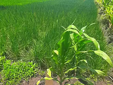 Land For sale in Mit Ghamr, Dakahlia, 350 sqm