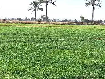 أرض زراعية للبيع في بركة السبع، المنوفية، 2980 متر