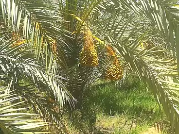 Properties For sale in Hai El Aml, Kharga Oasis, 2 sqm
