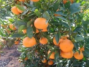 أرض للبيع في الإسماعيلية الجديدة شرق القناة