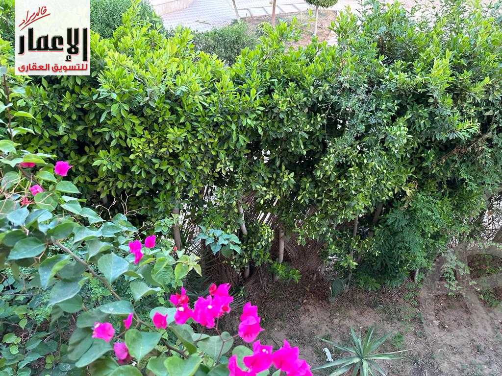 https://aqarmap.com.eg/en/listing/4266249-for-rent-golf-2-nestoria